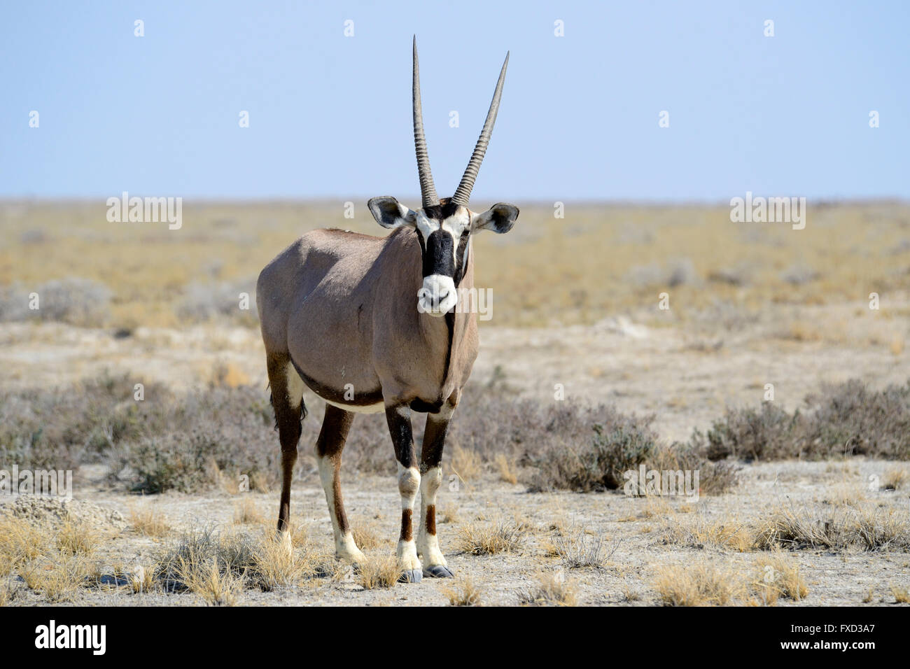 Oryx (Oryx Gazella) im Etosha Nationalpark, Namibia Stockfoto