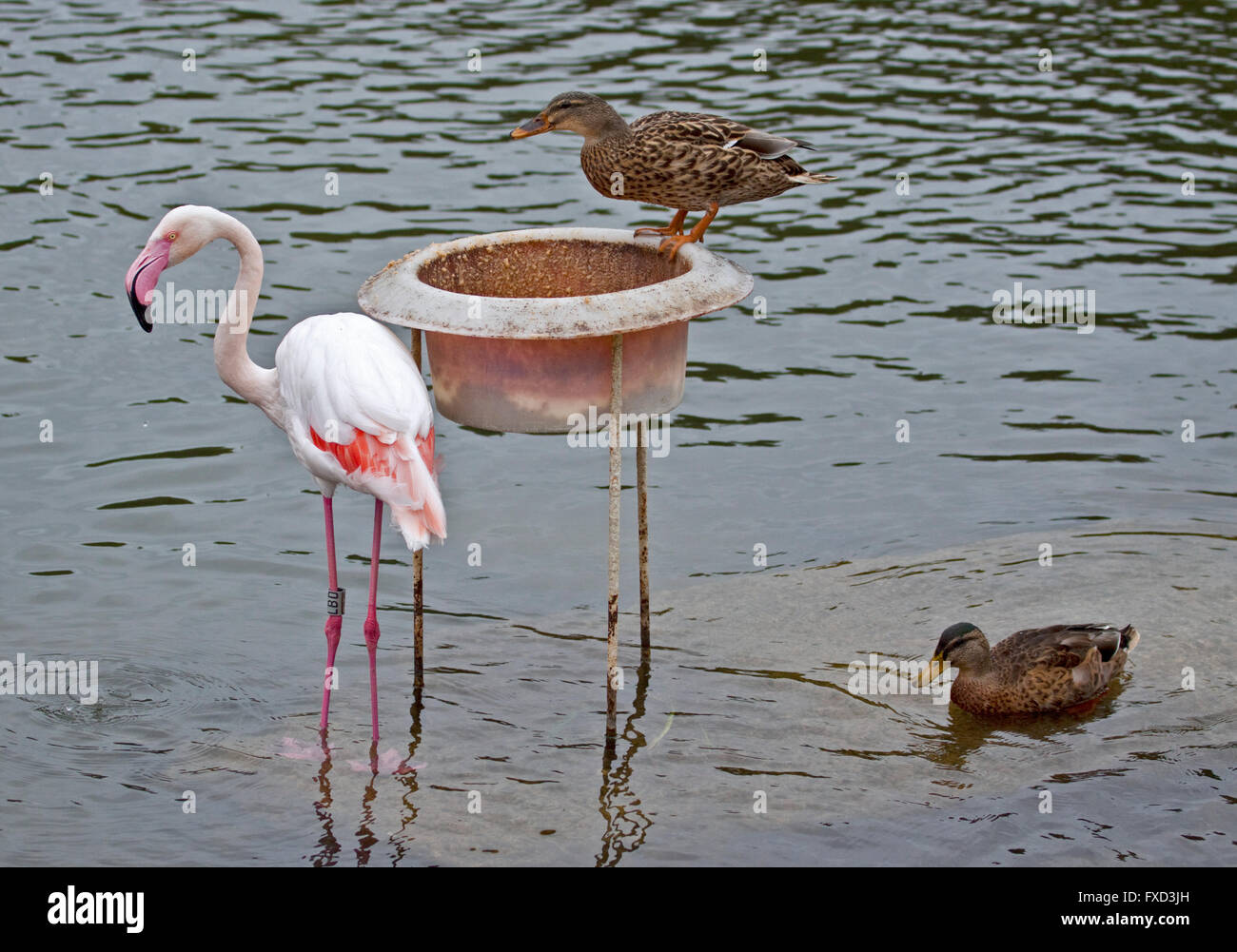 Rosaflamingo (Phoenicopterus Roseus) und weibliche Mallard Enten (Anas Platyrhynchos) rund um Fütterung Schüssel, UK Stockfoto