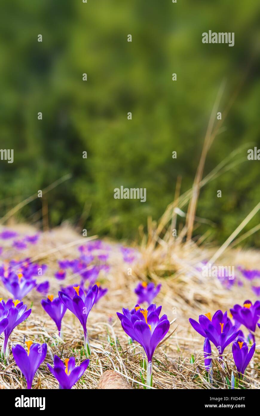 Blühende Krokus vertikale Kopie Raum Hintergrund. Blühende Krokusse im Frühling Stockfoto