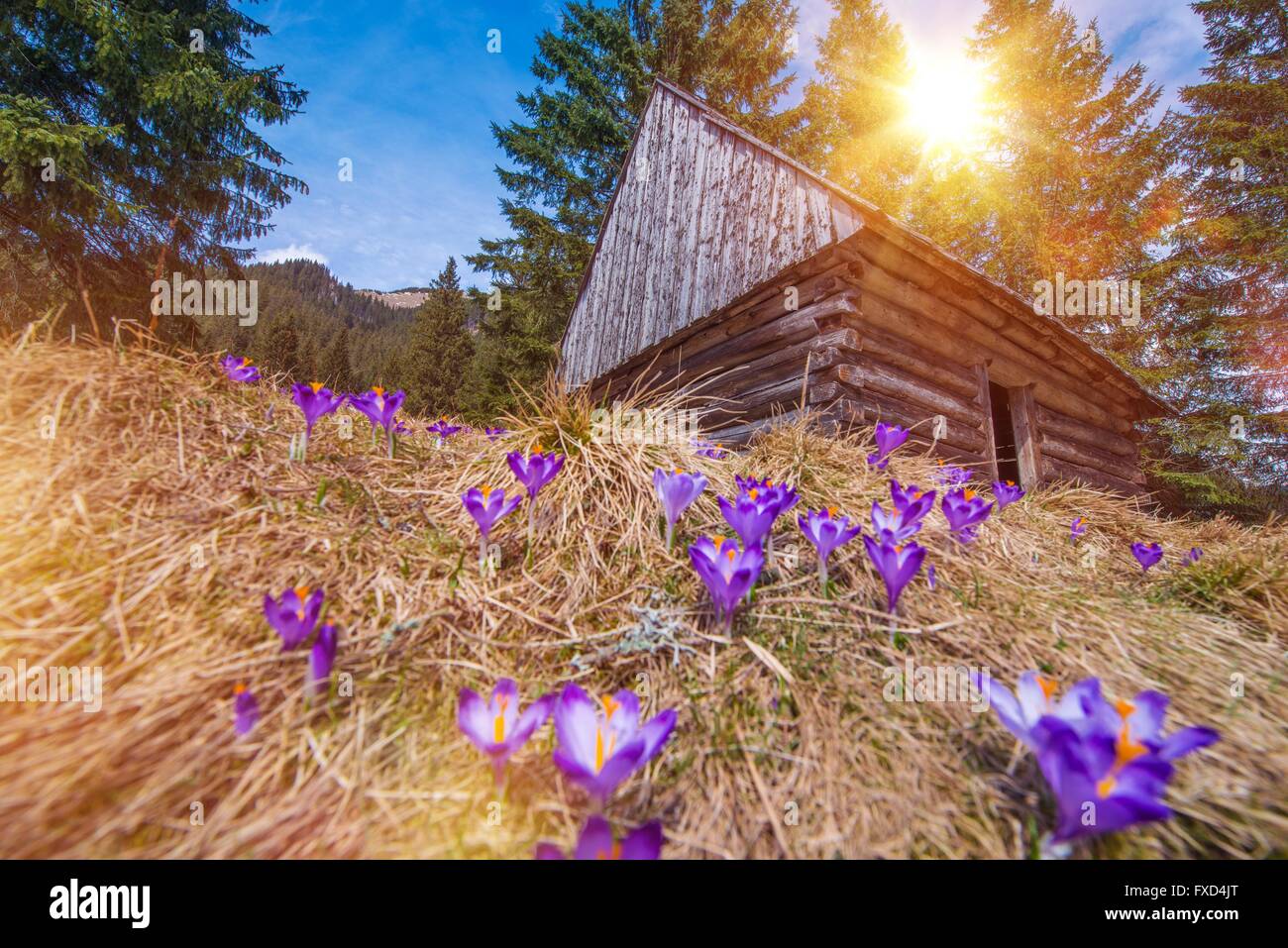 Holzhütte und Krokusse im Scenic Chocholowska Tal. Frühling blühenden Krokus im polnischen Tatra-Gebirge. Stockfoto