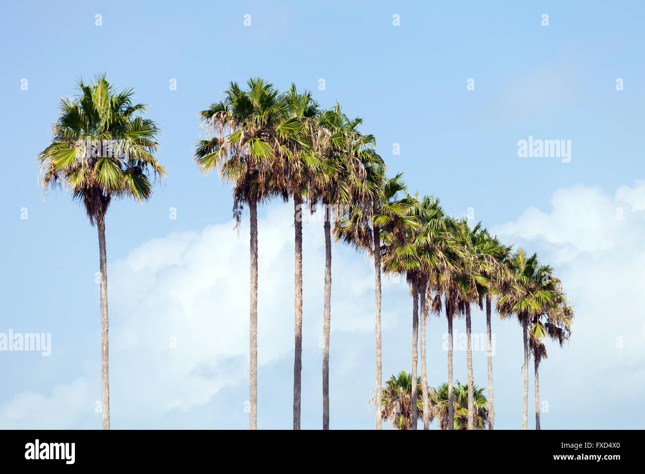 Palmen in einer Reihe Stockfoto