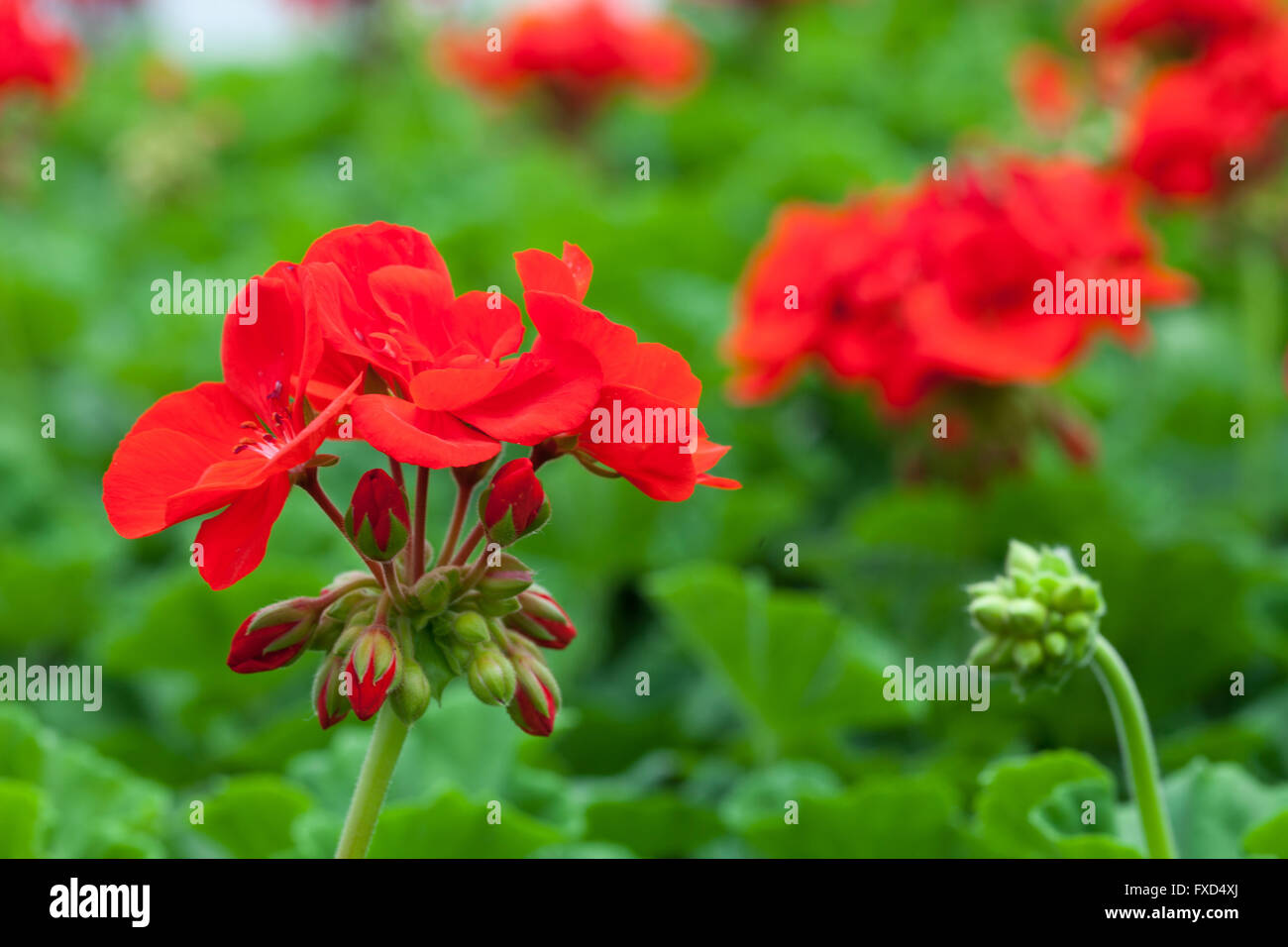 Rote Blumen Makro Stockfoto