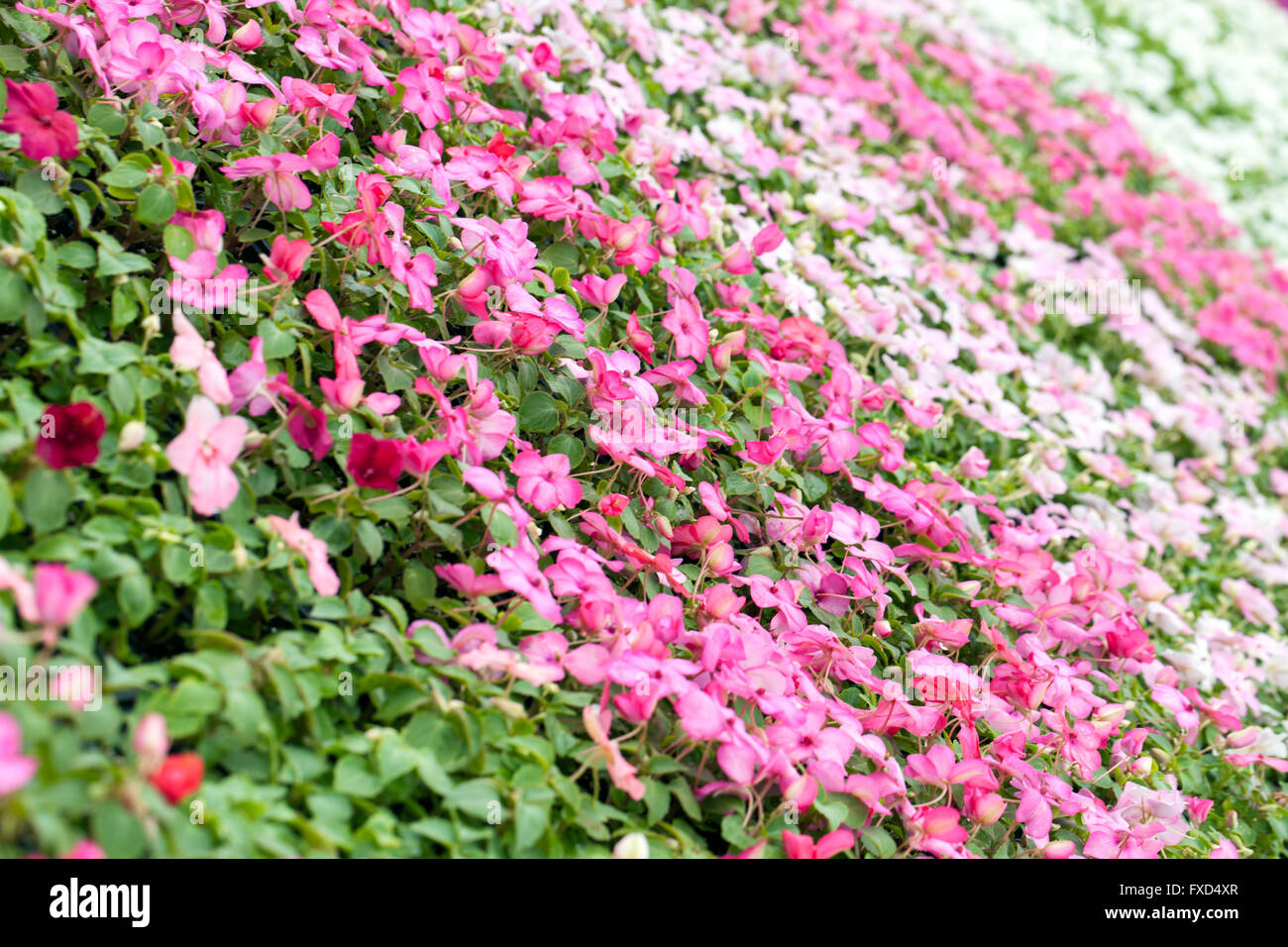 Sortierte rosa Blüten Stockfoto