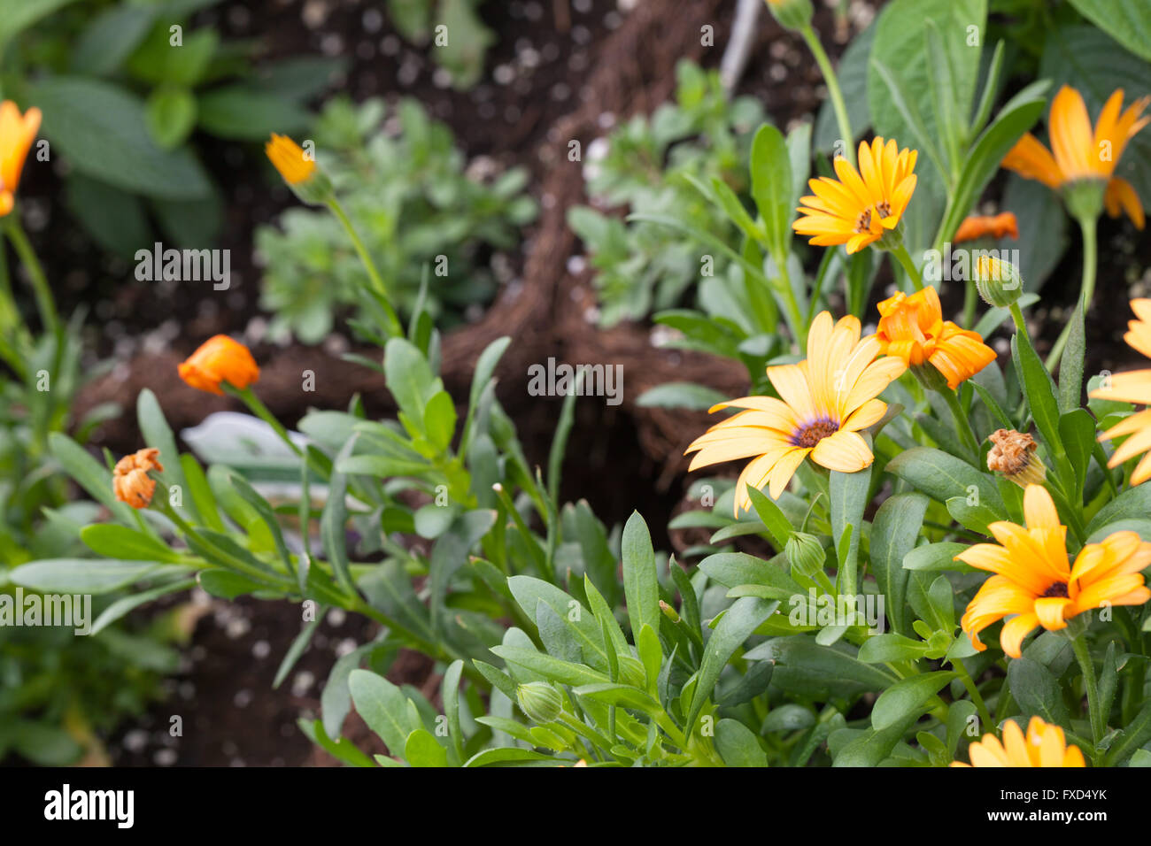 Frische Orange Blumen Stockfoto