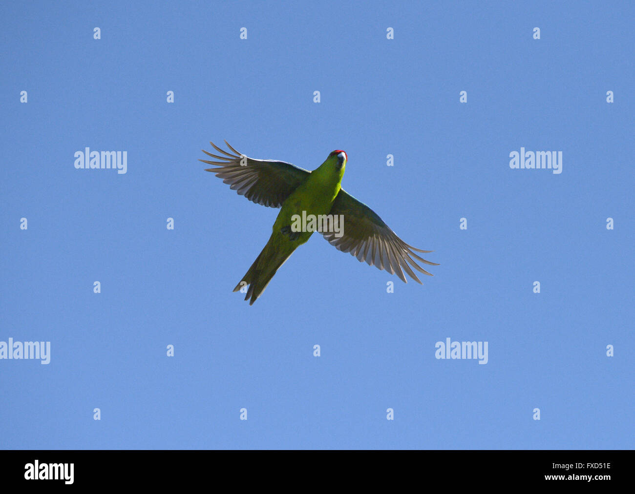 Rot-gekrönter Sittich - Cyanoramphus novaezelaniae Stockfoto