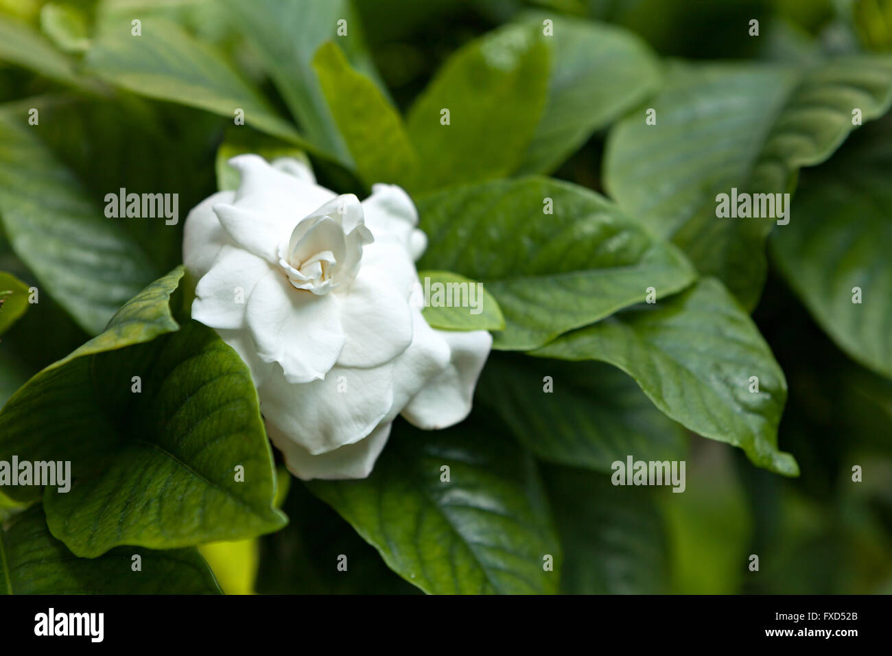 Weiße Blume, grünes Blatt Stockfoto