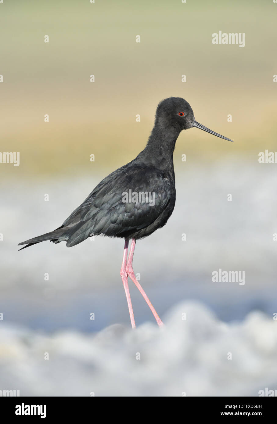 Schwarzer Stelzenläufer - Himantopus novaezelandiae Stockfoto