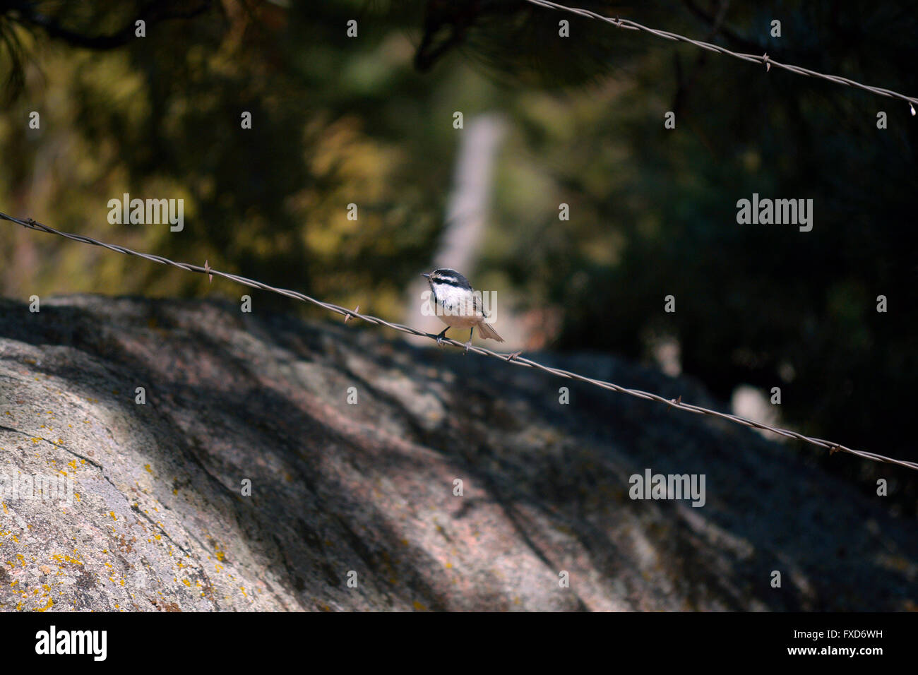 Berg Chickadee sitzt auf einem Barb Wire Strang Stockfoto