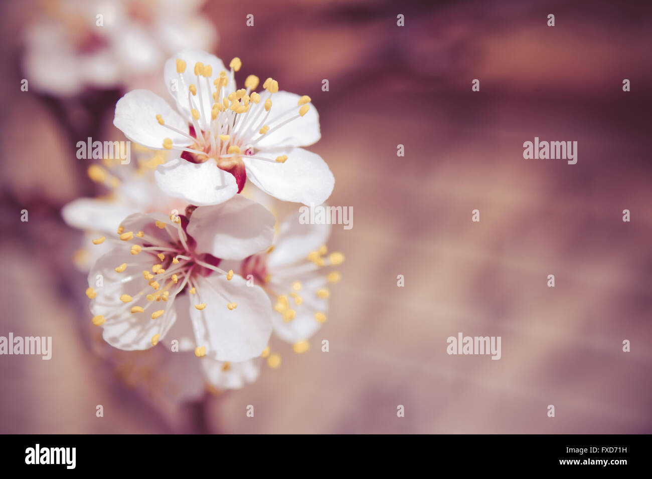 Aprikosenbaum Blumen hautnah Hintergrund Stockfoto