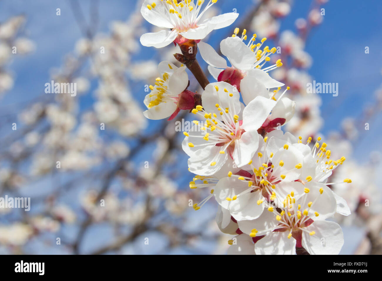 Aprikosenbaum Blumen hautnah Hintergrund Stockfoto