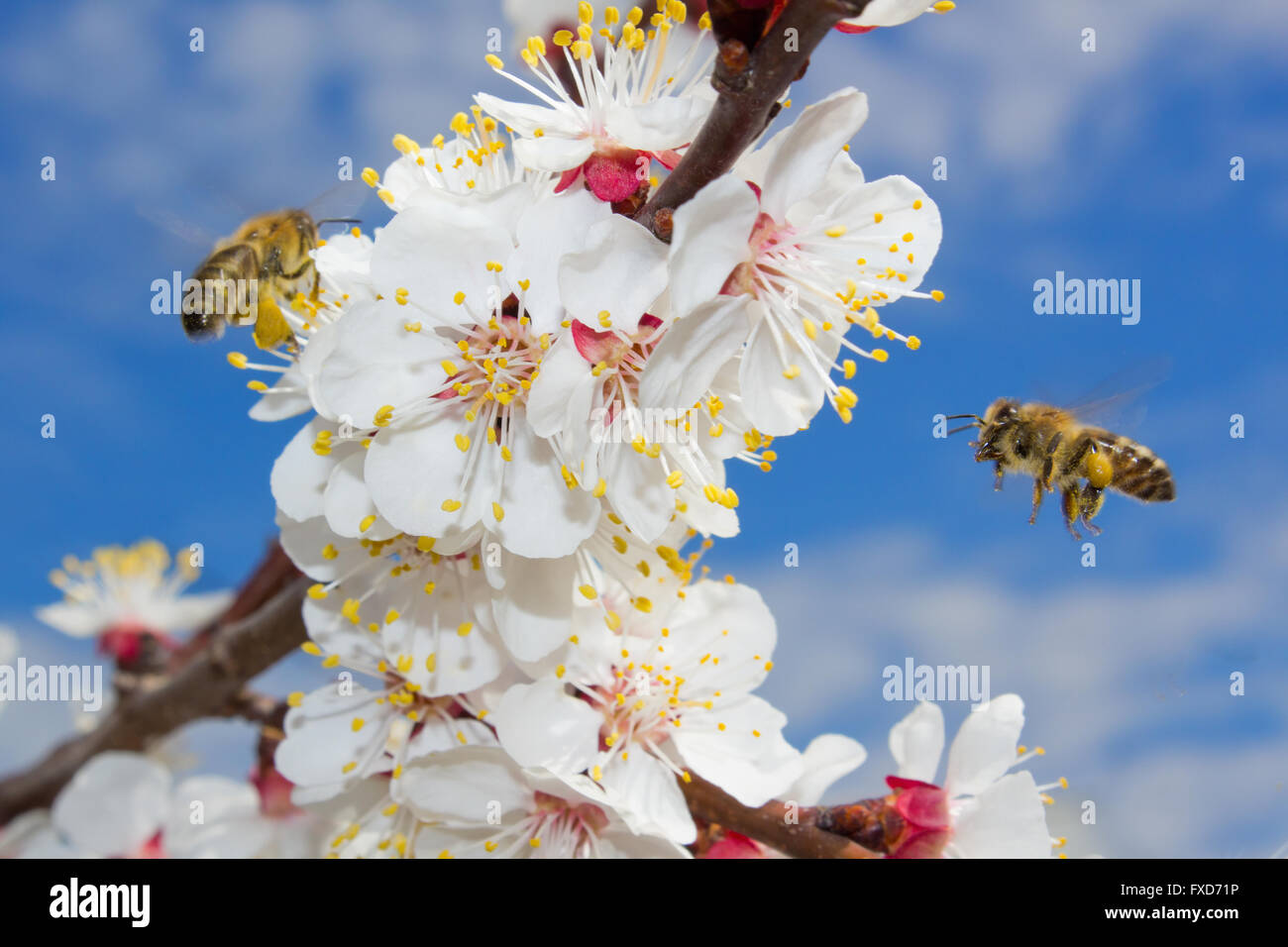 zwei Bienen schweben und sammeln Pollen aus den Blüten der Aprikosenbaum im Frühjahr Stockfoto