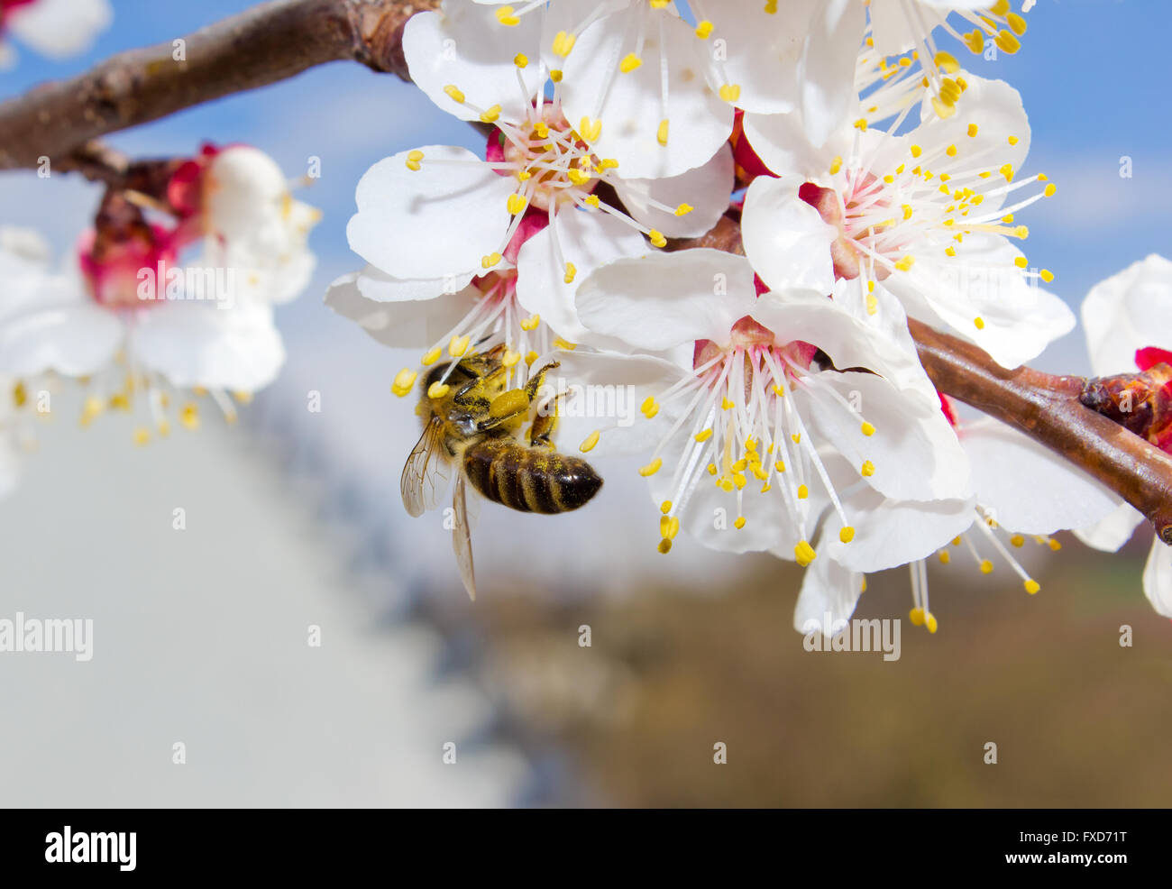 Bienen sammeln Pollen aus den Blüten der Aprikosenbaum im Frühjahr Stockfoto
