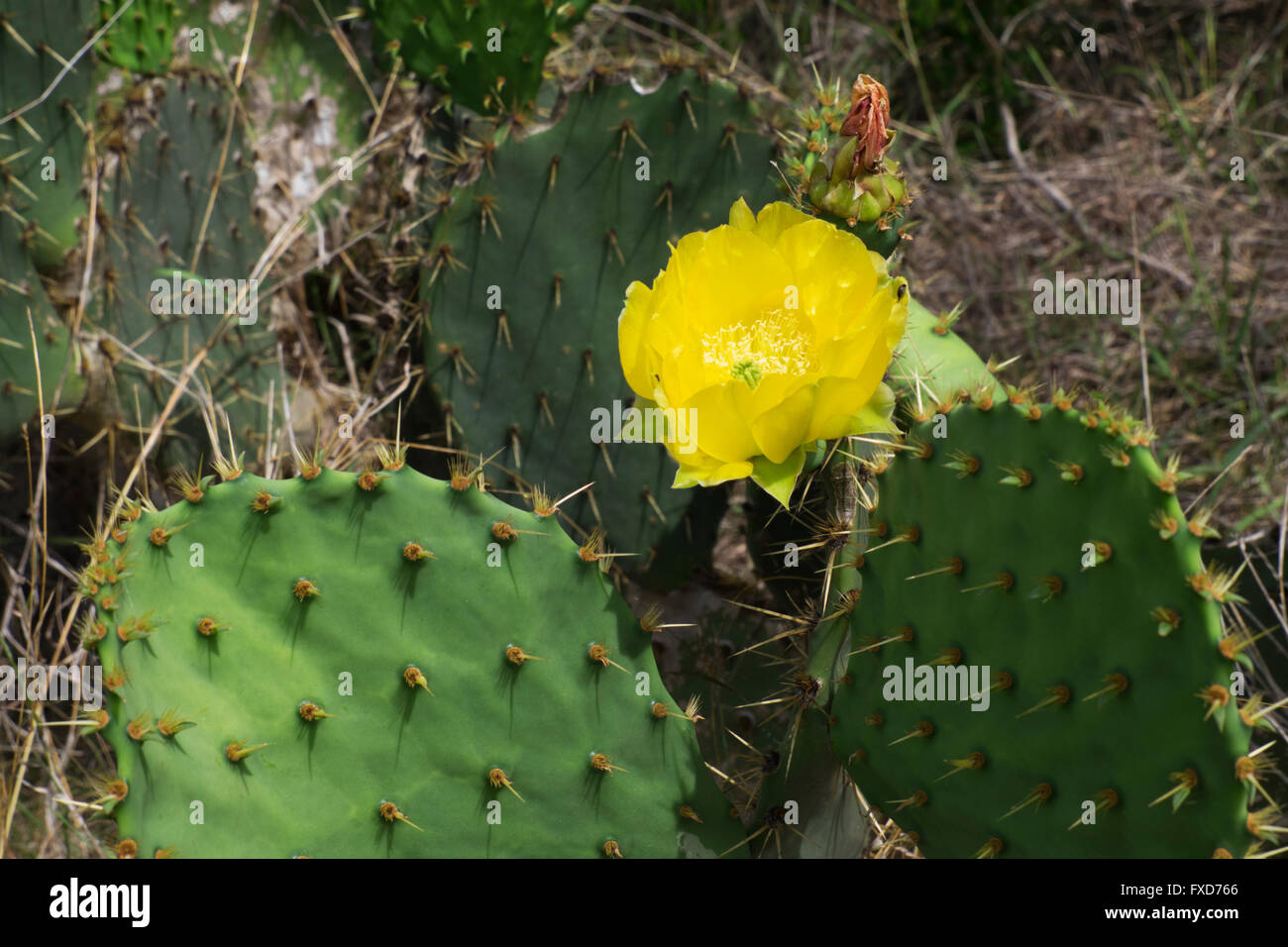 Gelbe Blüte auf einem Feigenkaktus in Resaca De La Palma State Park in der Nähe von Brownsville, Texas, USA Stockfoto