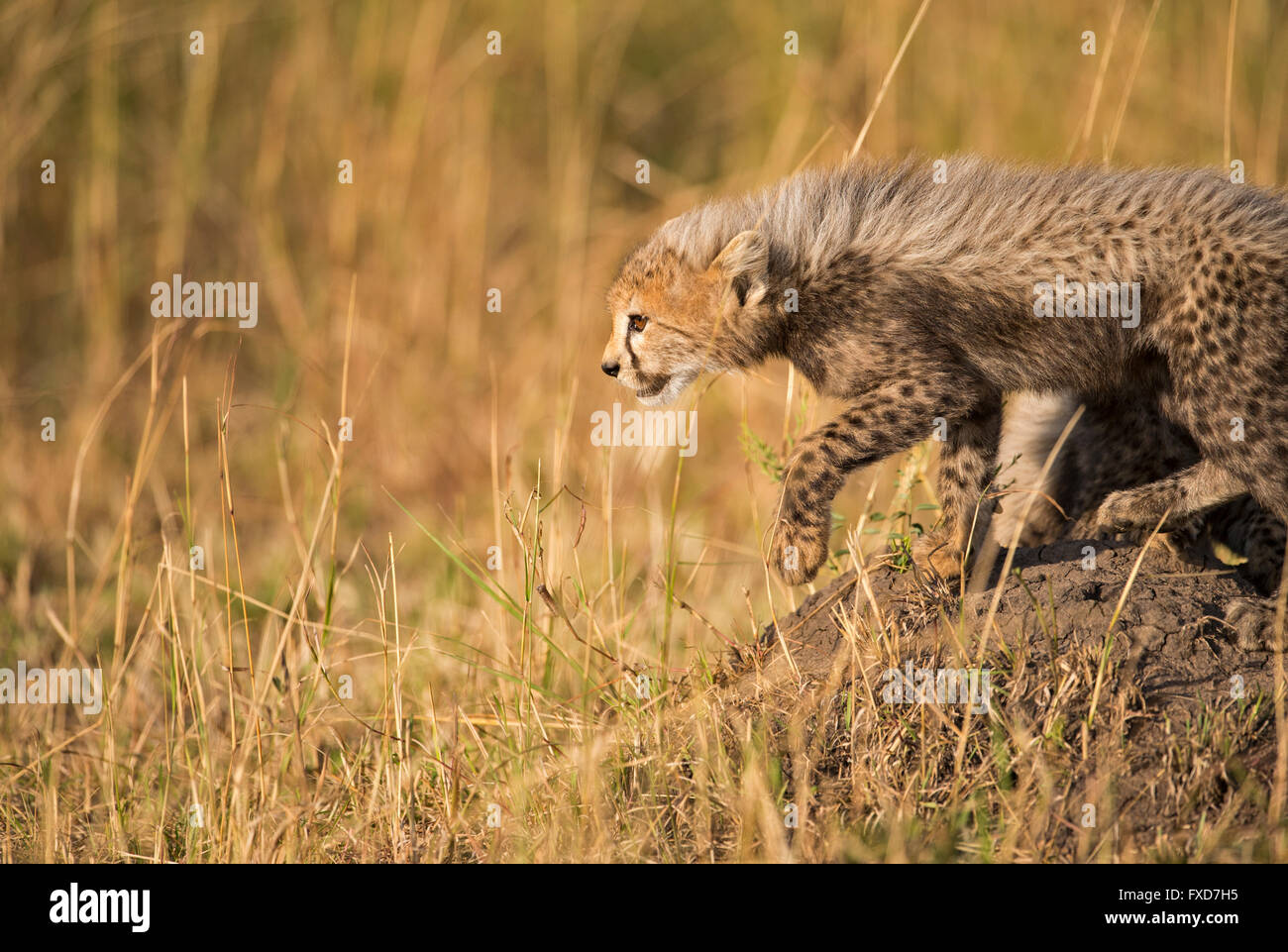 Cheetah Cubs (Acinonyx Jubatus) laufen und spielen in eine Wiese in Masai Mara, Kenia Stockfoto