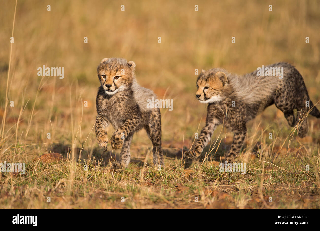 Cheetah Cubs (Acinonyx Jubatus) laufen und spielen in eine Wiese in Masai Mara, Kenia Stockfoto