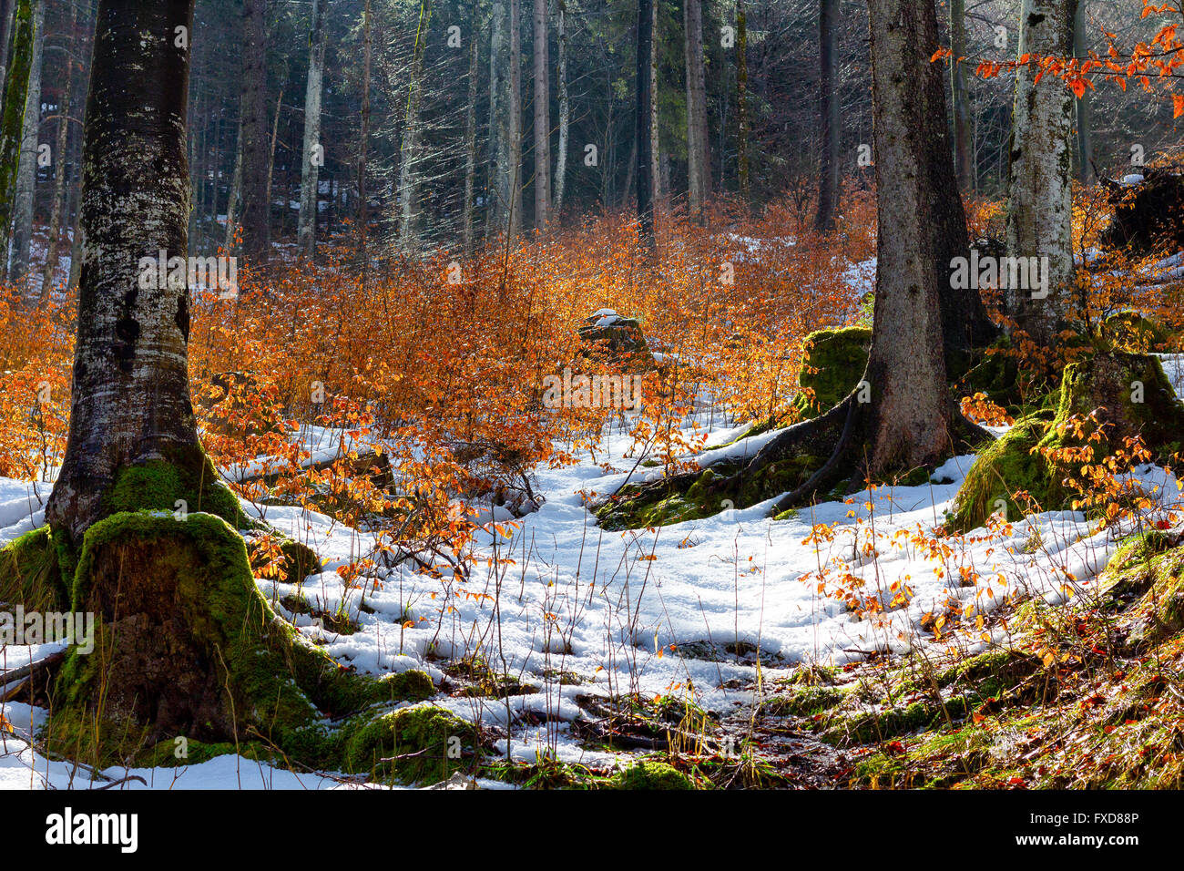 Winter-Urwald. Fallender Schnee durch den Wald, in Bayern, Deutschland Stockfoto