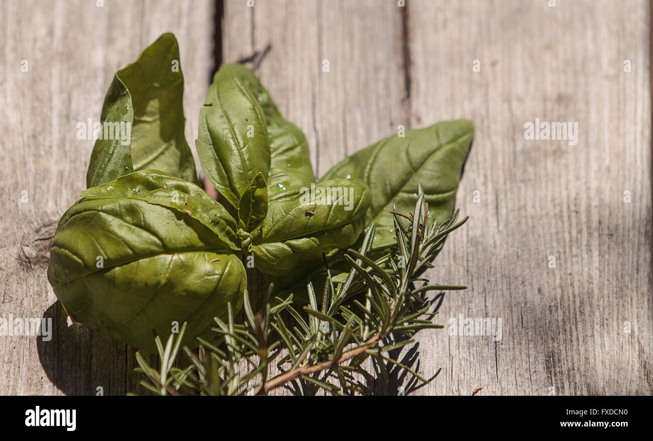 Grüne Basilikum und Rosmarin Kraut hinterlässt auf einem alten Holztisch in California Bio Gemüse Garten auf einem Bauernhof im Frühjahr. Stockfoto