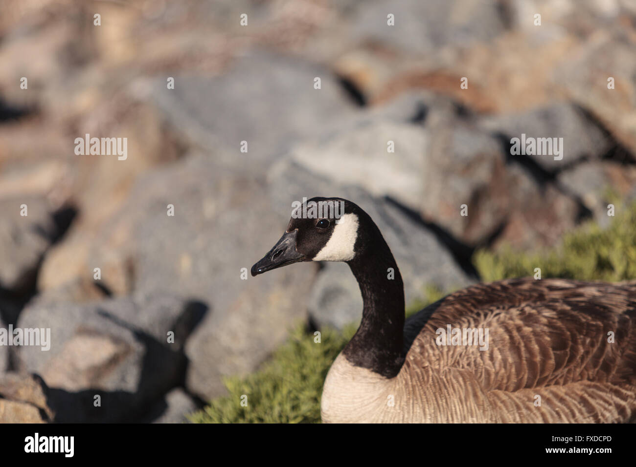 Kanadische Gans, Branta Canadensis Maxima, am Rand von einem Sumpf im Frühjahr in Süd-Kalifornien, USA. Stockfoto