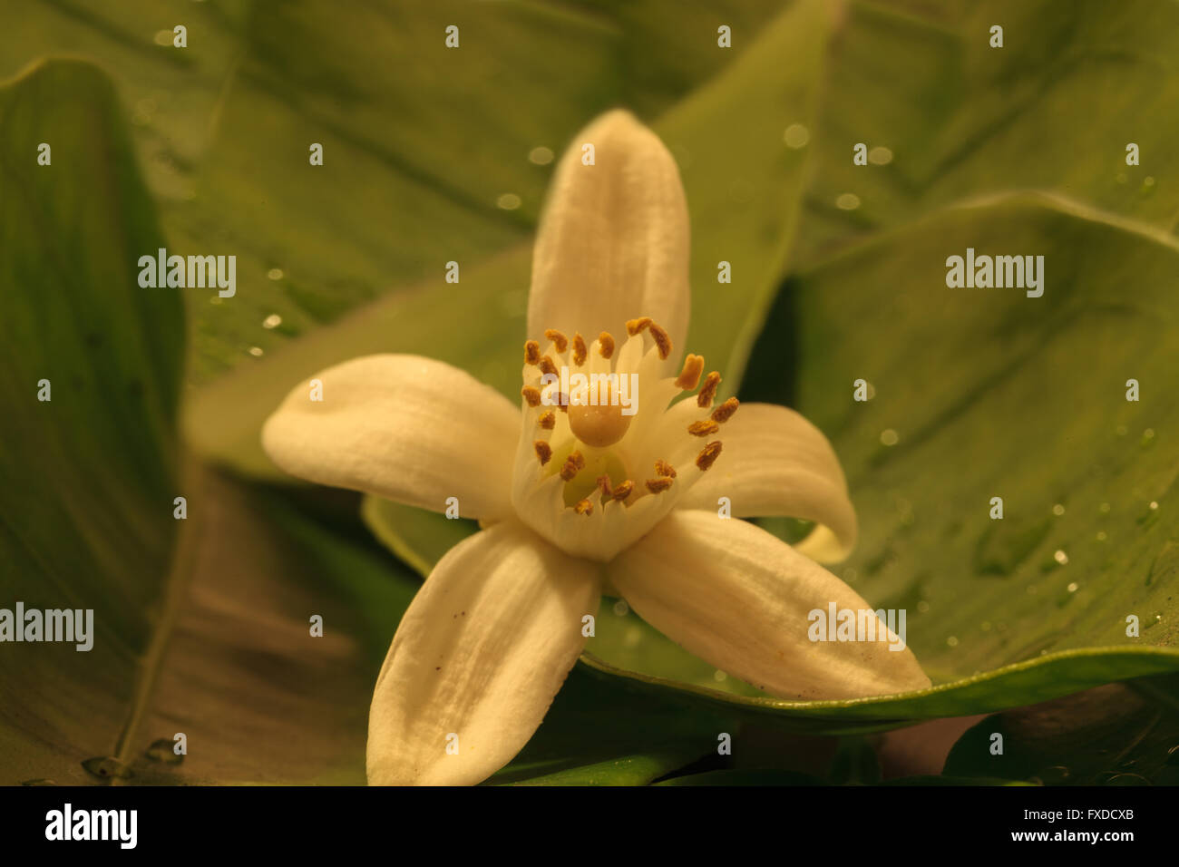 Weiße duftende Orangenblüten blüht auf grünen Blättern im Hintergrund im Frühjahr. Stockfoto