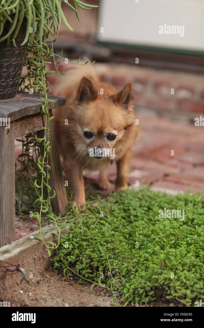 Pommern und Chihuahua-Mix-Hund erkundet den Garten in Laguna Beach, Kalifornien. Stockfoto