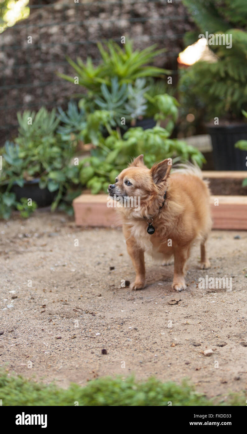 Pommern und Chihuahua-Mix-Hund erkundet den Garten in Laguna Beach, Kalifornien. Stockfoto