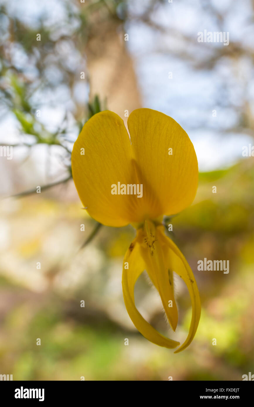 Weitwinkel-Makro-Ansicht einer einzelnen Ginster Blume im Frühling. April, Wales, UK Stockfoto