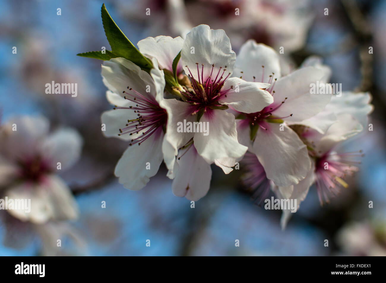 Mandelbaum blüht im Frühjahr Stockfoto