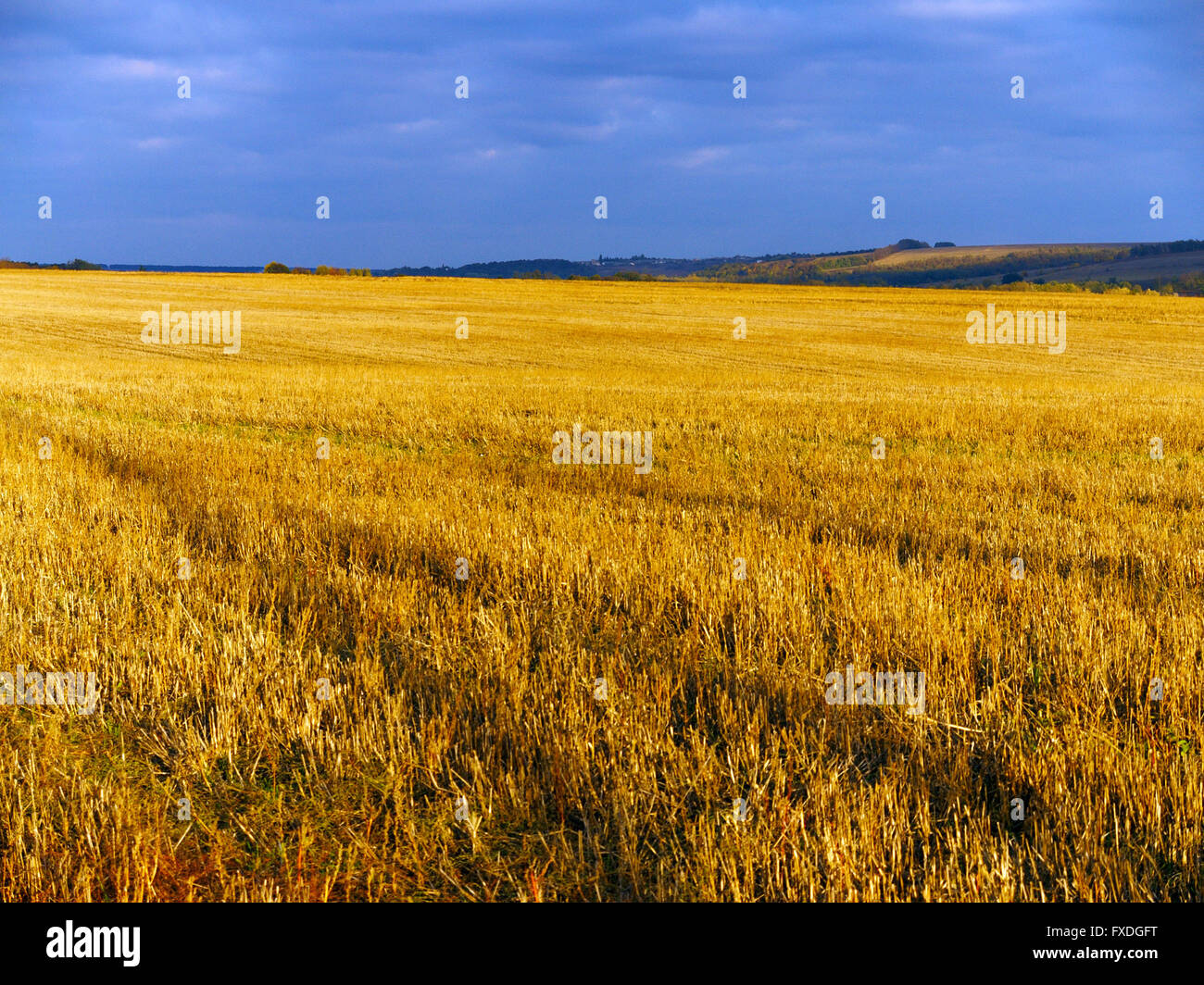 Goldene Stoppeln unter den dunkelblauen Himmel mit Hügeln im Hintergrund Stockfoto