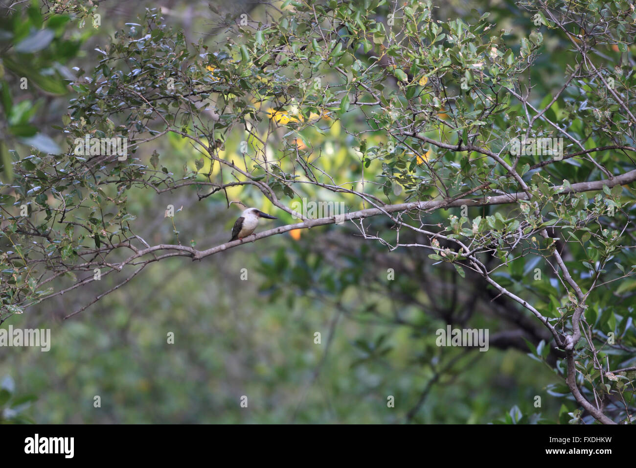 Groß-billed Eisvogel (Pelargopsis Melanorhyncha) im Tangkoko Nationalpark, Sulawesi, Indonesien Stockfoto