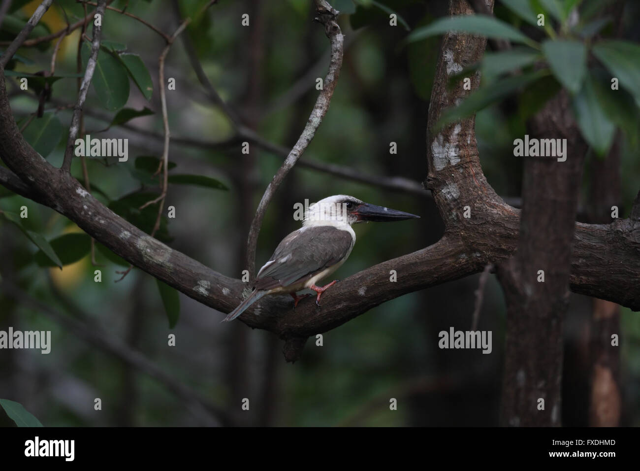 Groß-billed Eisvogel (Pelargopsis Melanorhyncha) im Tangkoko Nationalpark, Sulawesi, Indonesien Stockfoto