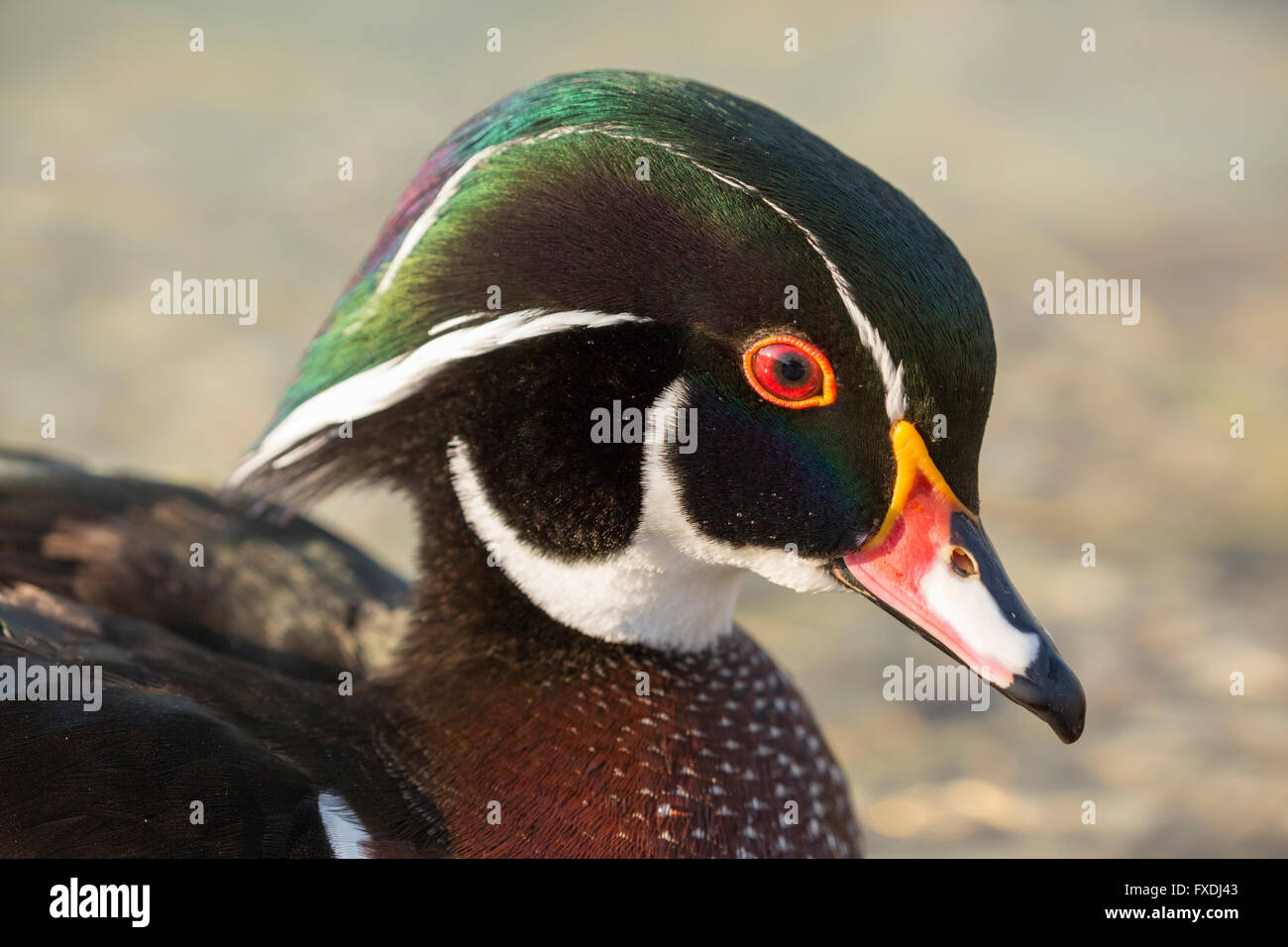 Die Holzente, Carolina-Ente (Aix sponsa) Stockfoto