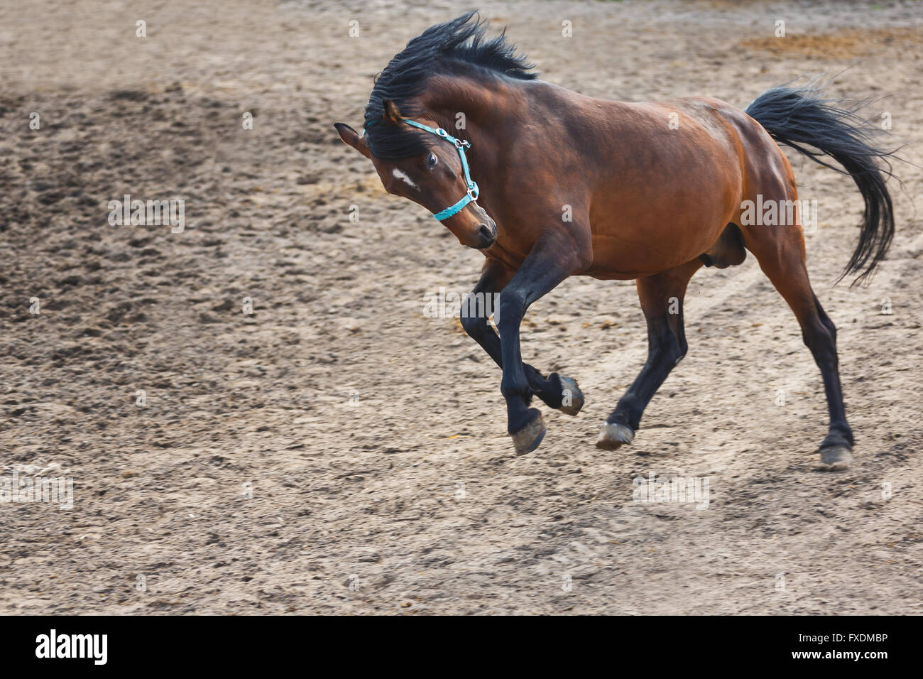 Das laufende Pferd auf der Wiese, Frühling Stockfoto