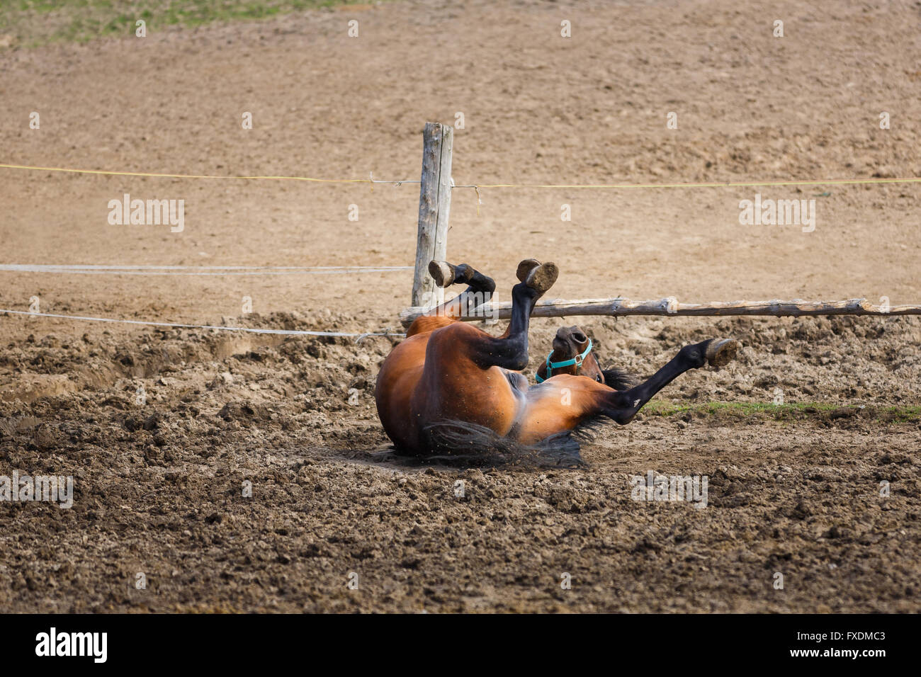 Pferd liegend auf der Wiese im Frühling Stockfoto