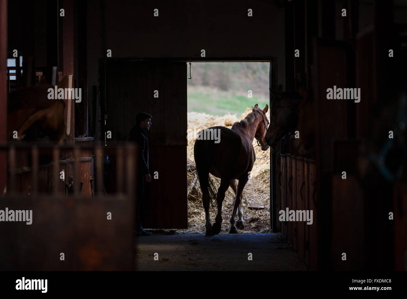 Das Pferd aus dem Stall unter der Aufsicht des Bräutigams gehen Stockfoto