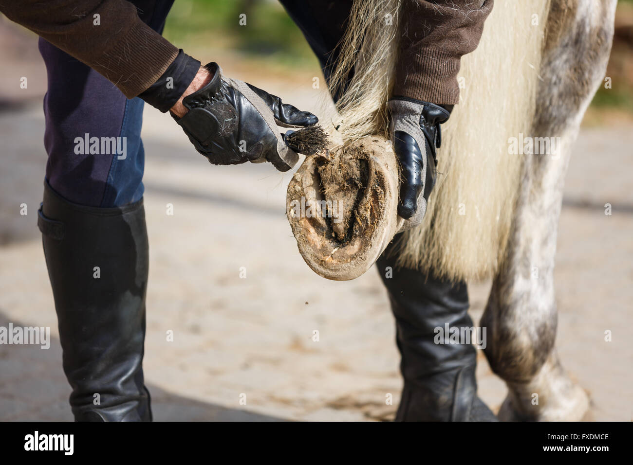 Der Mann reinigt einem Pferdehuf vor dem training Stockfoto