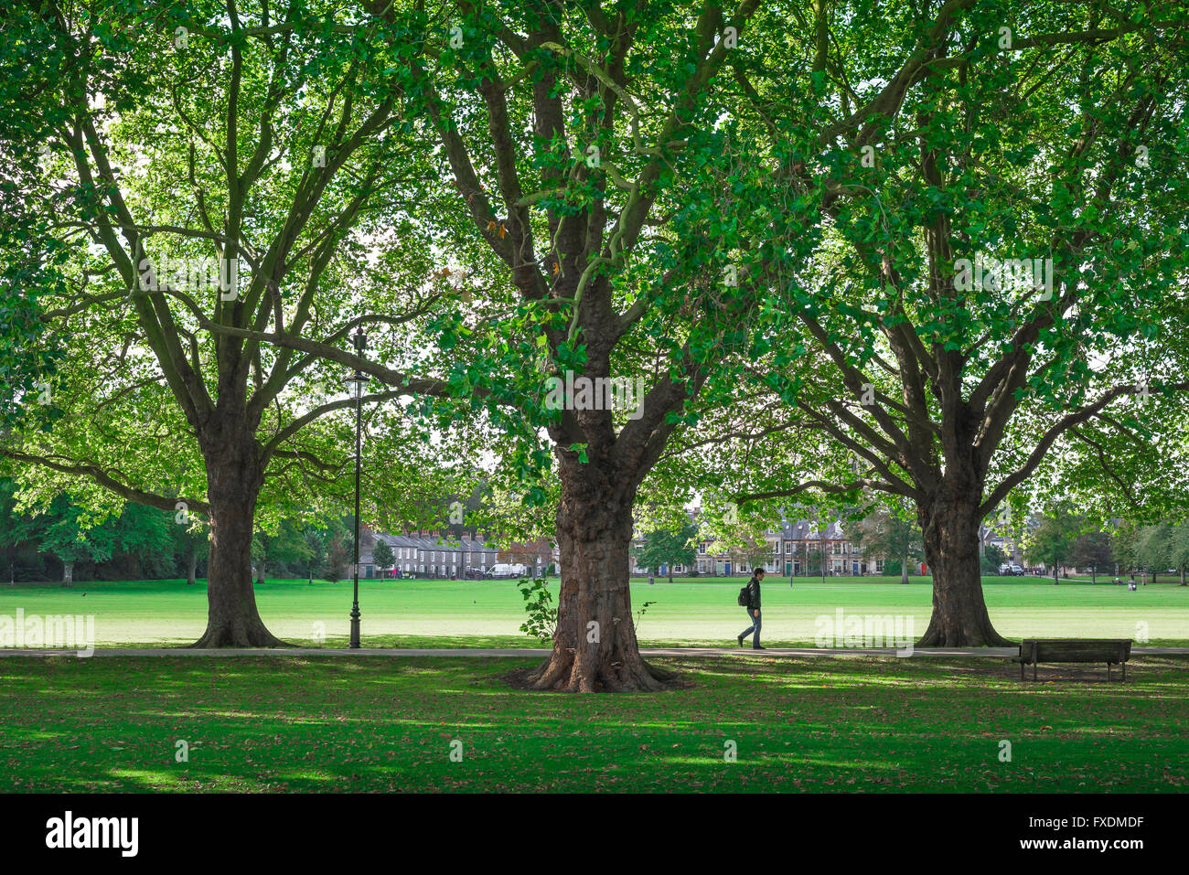 Man walking Park UK, geht ein junger Mann den Bäumen gesäumten Weg in Jesus Green, Cambridge, England. Stockfoto Man walking Park UK, geht ein junger Mann den Bäumen gesäumten Weg in Jesus Green, Cambridge, England. Stockfoto