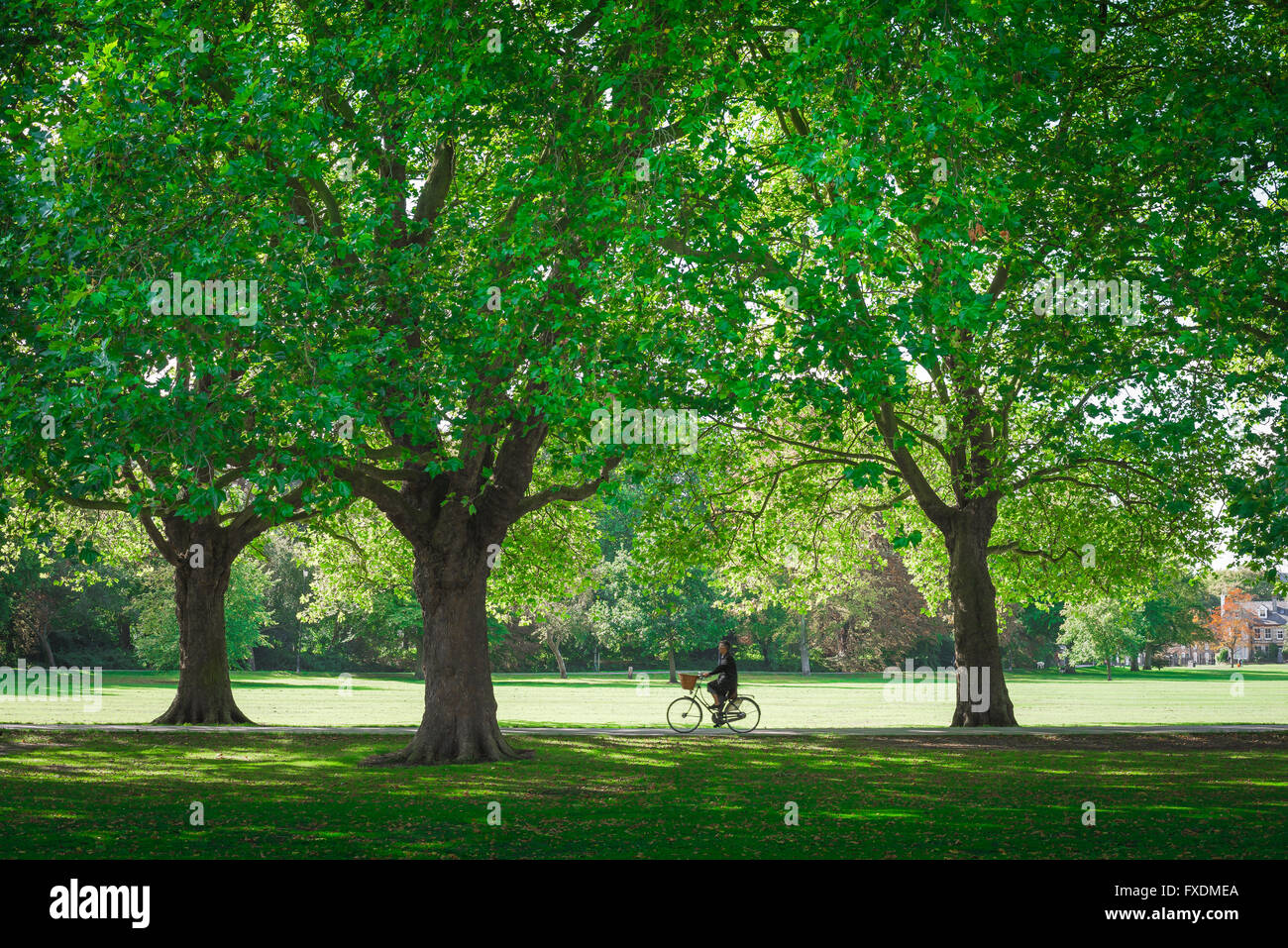 Jesus Green Cambridge, Ansicht einer älteren Frau, die im späten Frühjahr durch Jesus Green radelt, Cambridge, England, Großbritannien. Stockfoto