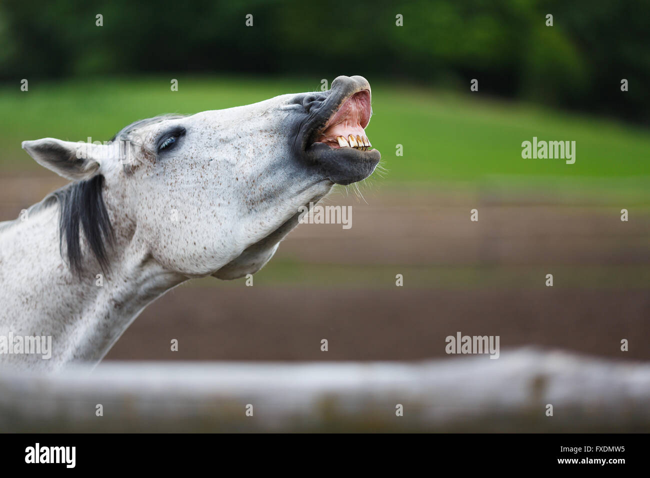 Sniffing Pferd auf der Wiese im Sommer Stockfoto