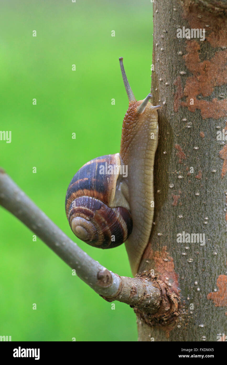 Nahaufnahme der Schnecke auf Baum Stockfoto