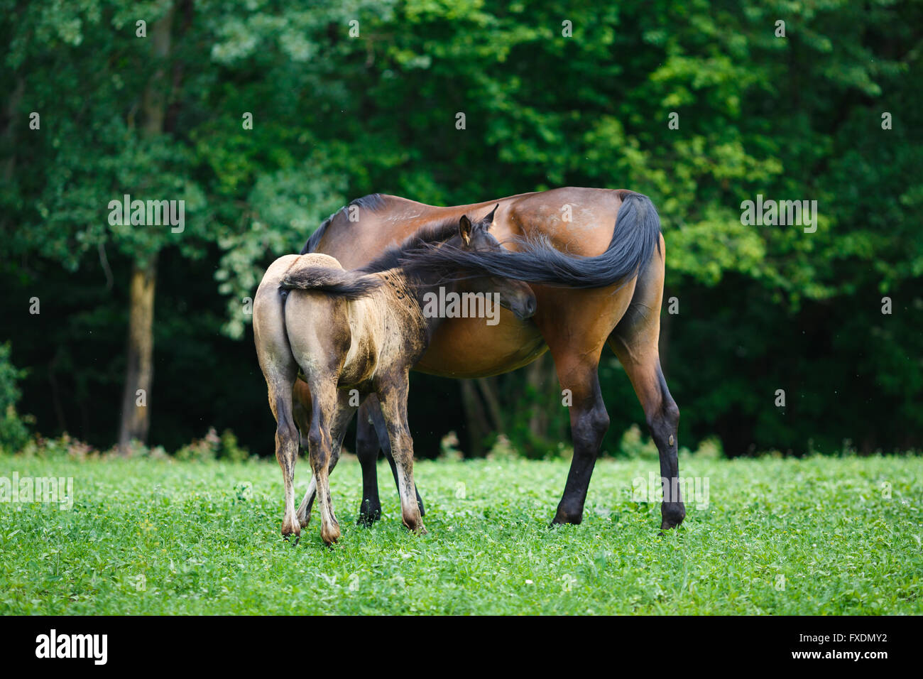 Fohlen Pferd mit ihrer Mutter auf der Wiese im Sommer Stockfoto