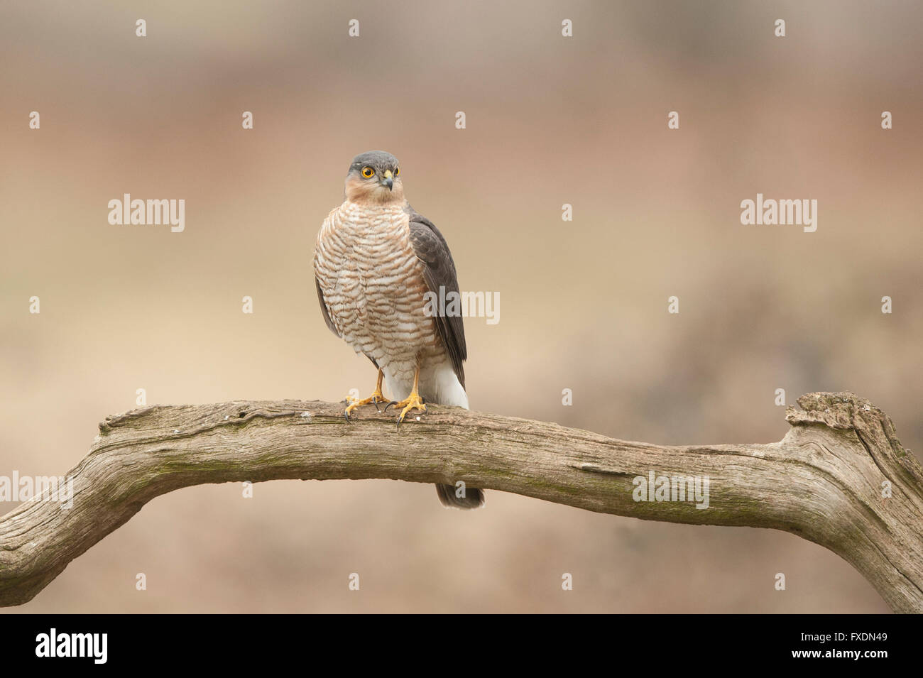 Sperber (Accipiter Nisus) Stockfoto