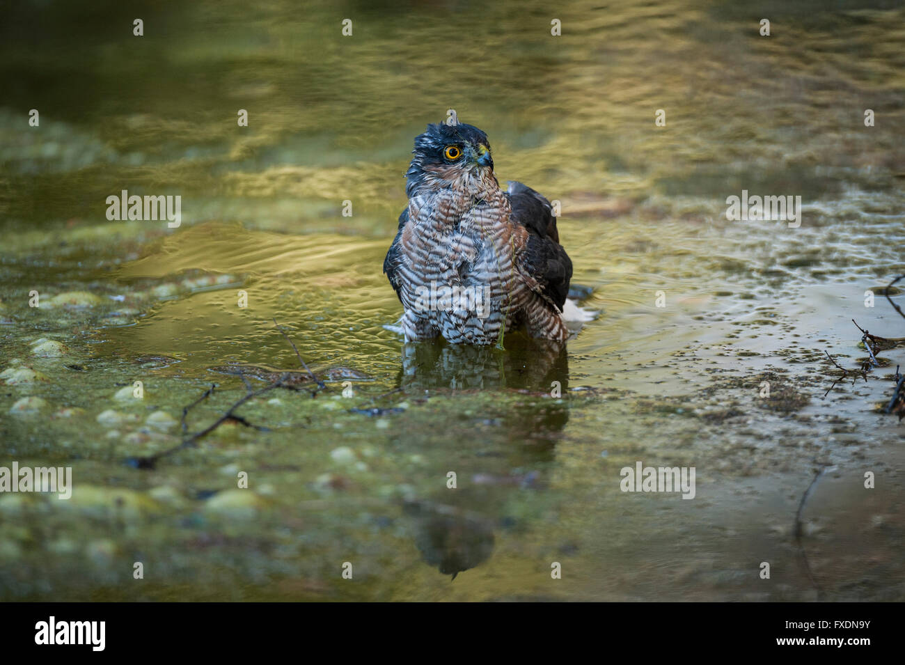 Sperber (Accipiter Nisus) Stockfoto