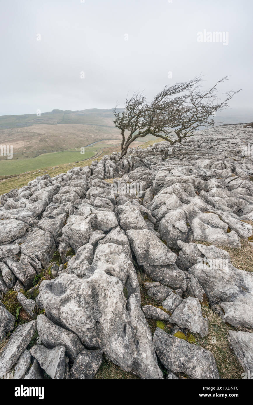 Windgepeitschten Weißdorn wächst durch den Kalkstein-Damm am Twistleton Narbe in der Yorkshire Dales Stockfoto