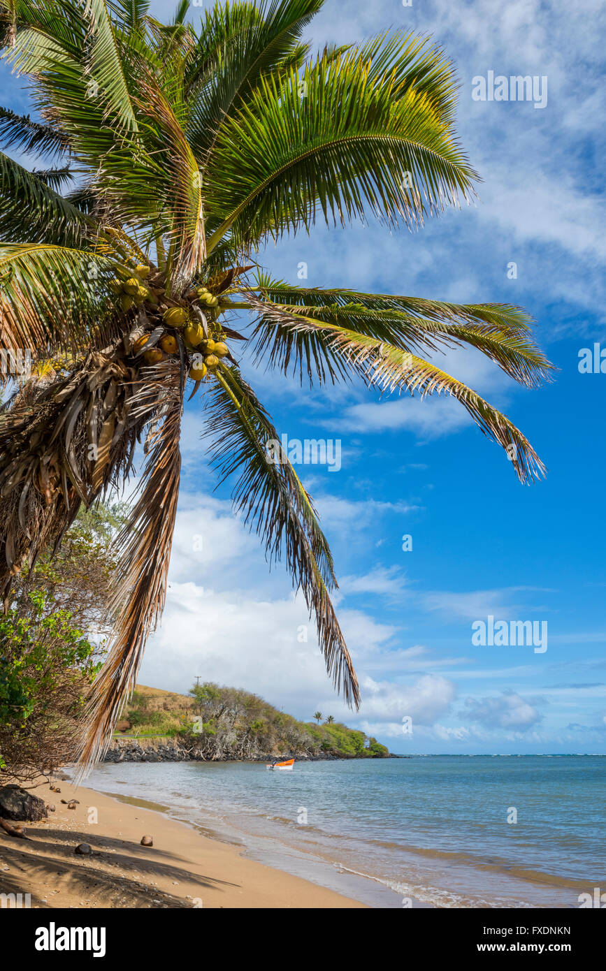 USA, Hawaii, Molokai, Palm beach Stockfoto