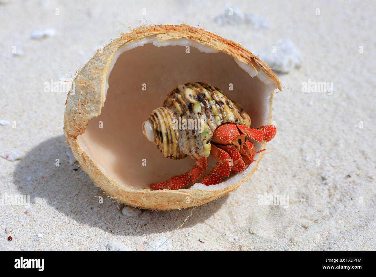 Erdbeer-Land Einsiedlerkrebs frisst junge Kokosnuss, Weihnachtsinsel, Kiribati Stockfoto