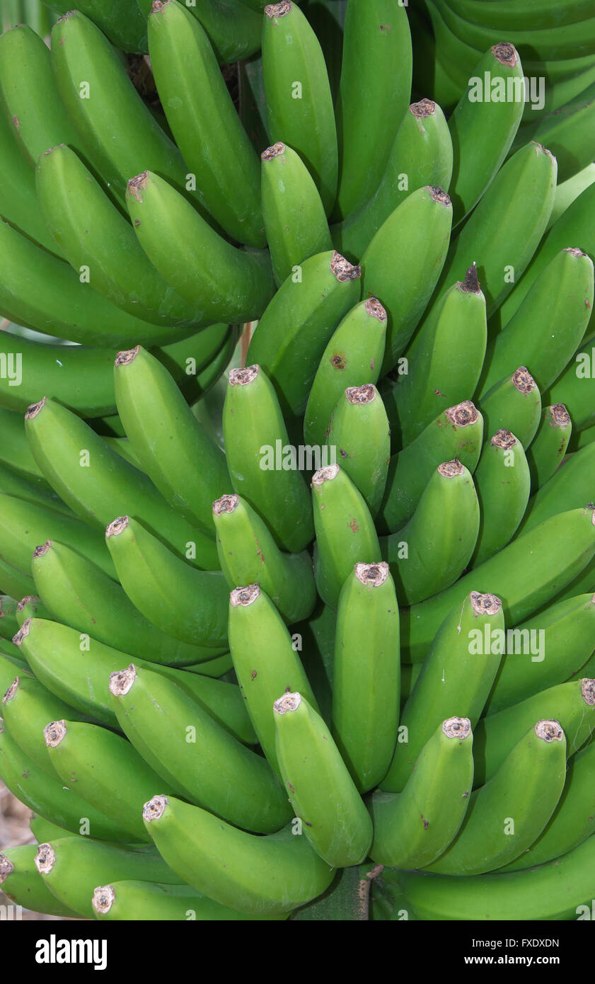 Grüne Bananen, La Gomera, Kanarische Inseln, Spanien Stockfoto