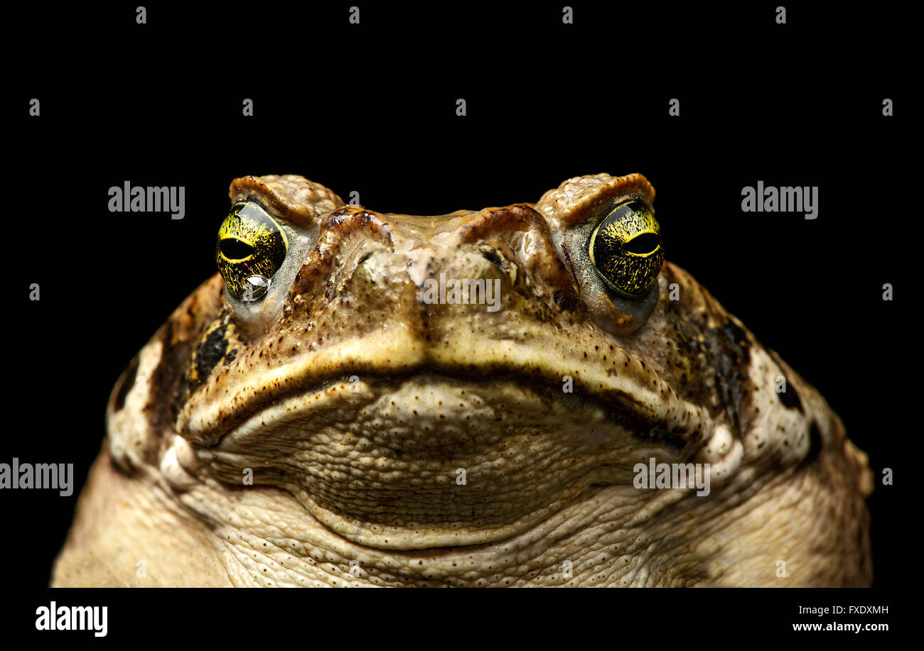 Stock-Kröte (Bufo Marinus), Porträt, Amazonas-Regenwald, Copalinga, Provinz Zamora, Ecuador Stockfoto