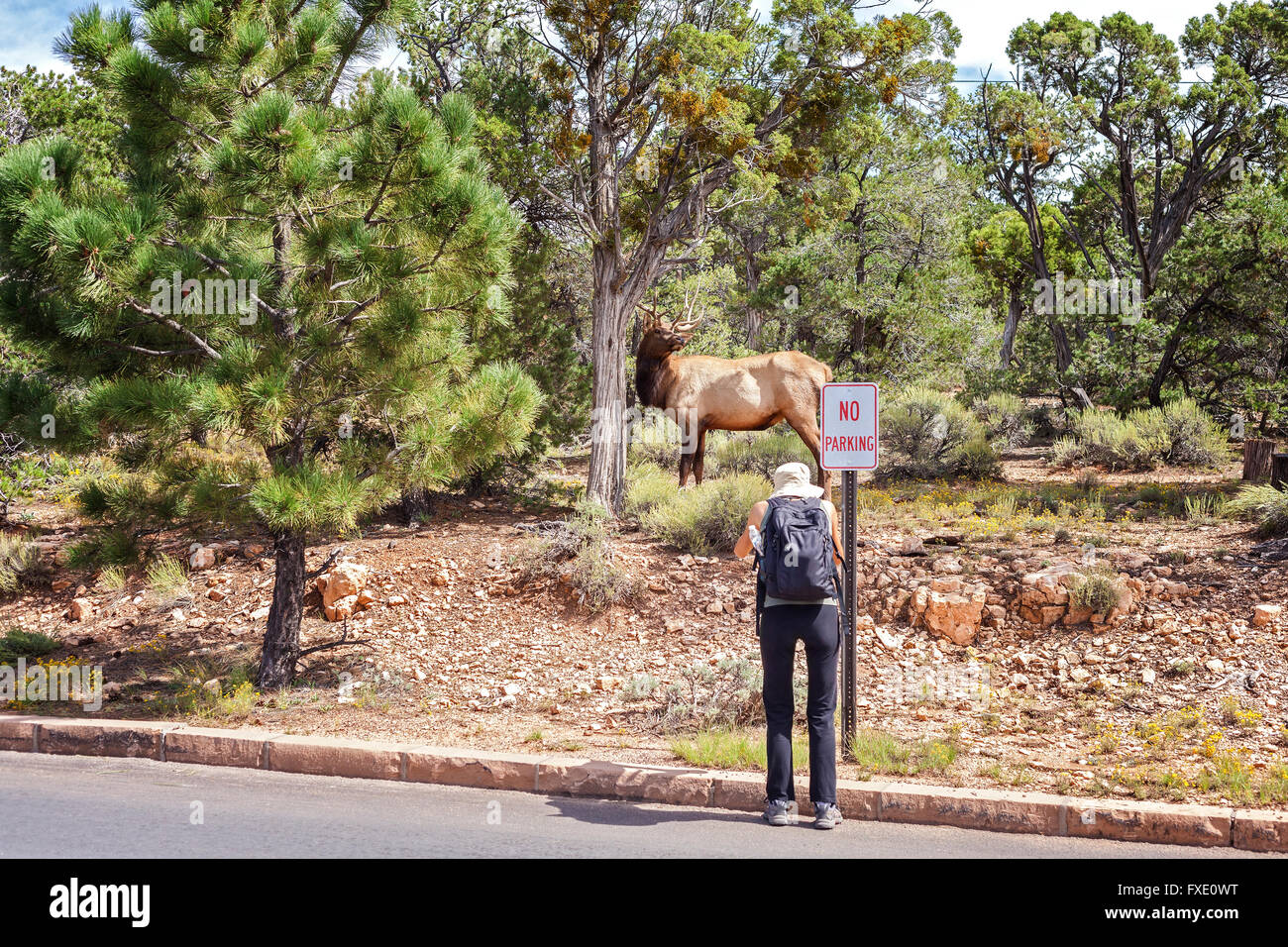 Tourist unter Bild von einem Hirsch eine Ringstraße, geringe Schärfentiefe mit Tier im Fokus. Stockfoto