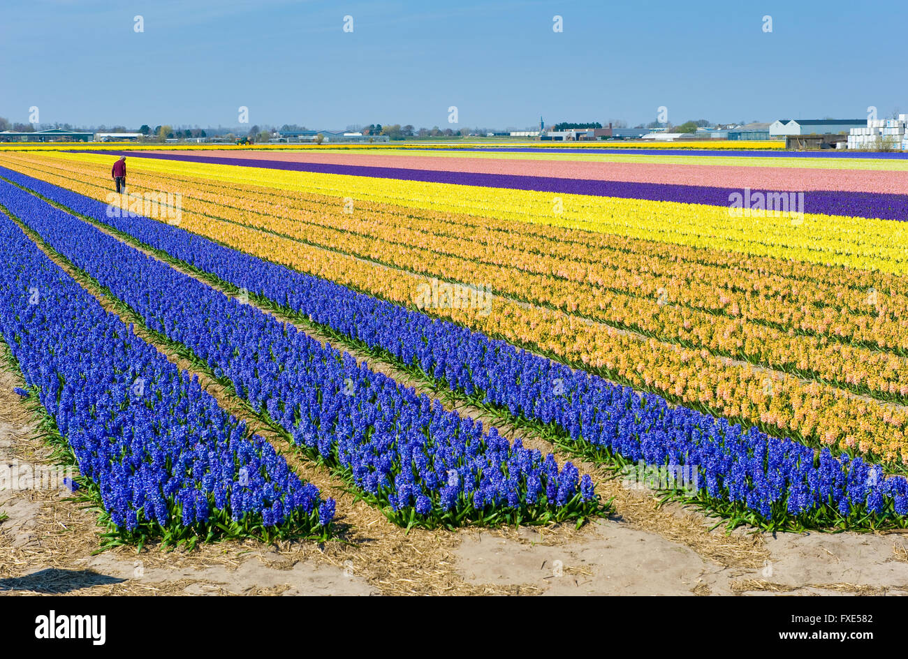 Farbige Felder mit Hyazinthenblumen in der Nähe von der Stadt von Lisse in den Niederlanden. Stockfoto