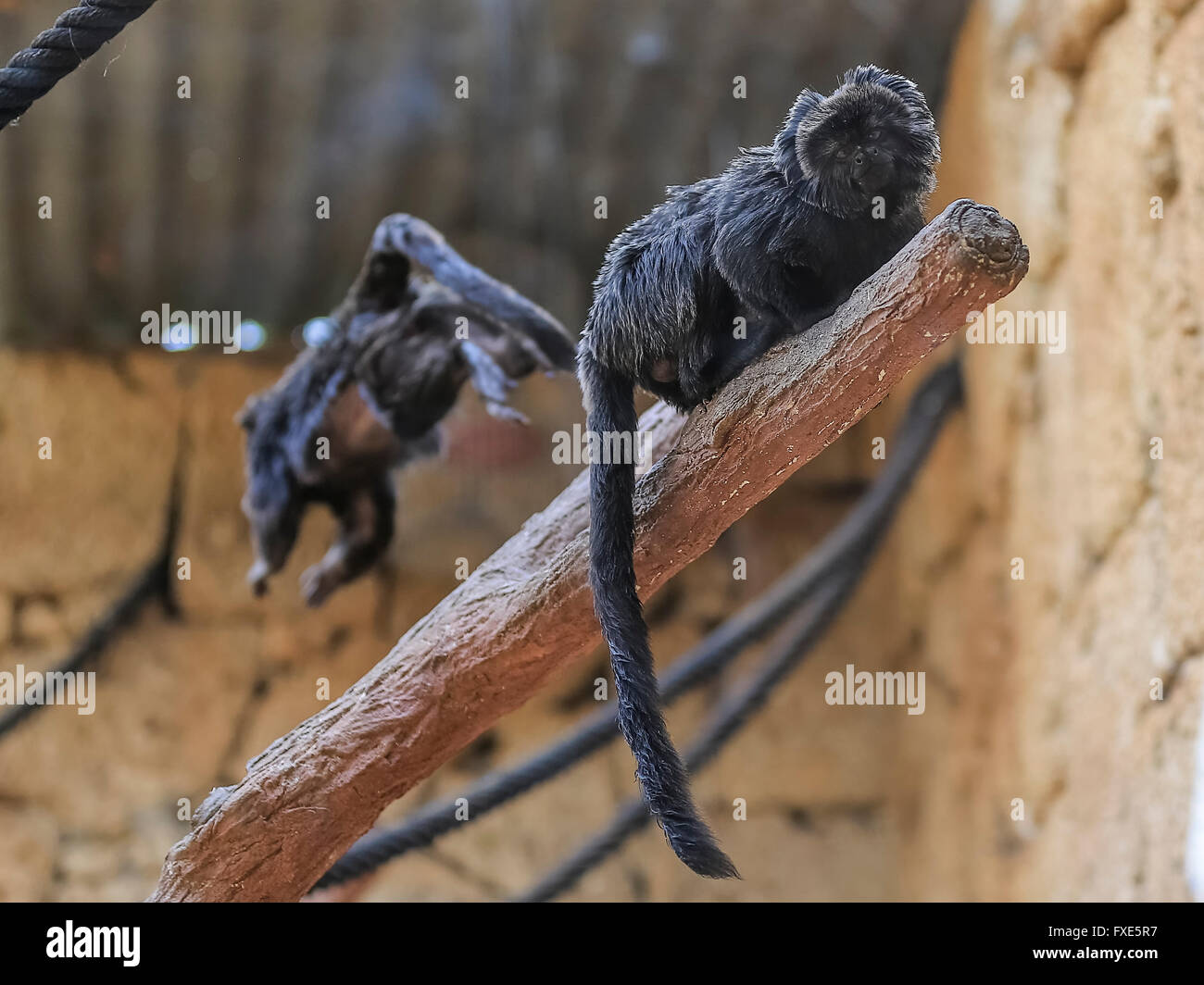 South American Goeldi Marmoset Affen Stockfoto